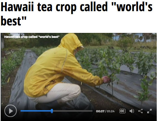 Hawaii's Tea Crop Called "World's Best"