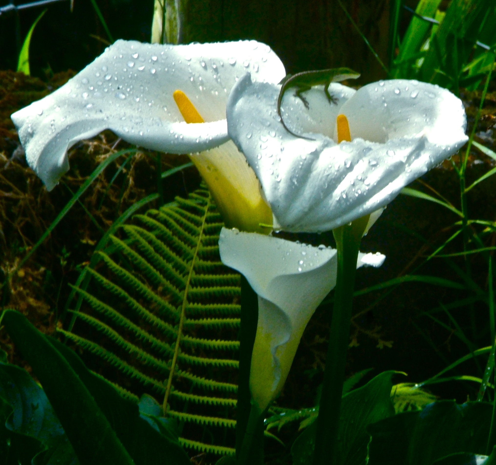 gekoCalla2.jpg