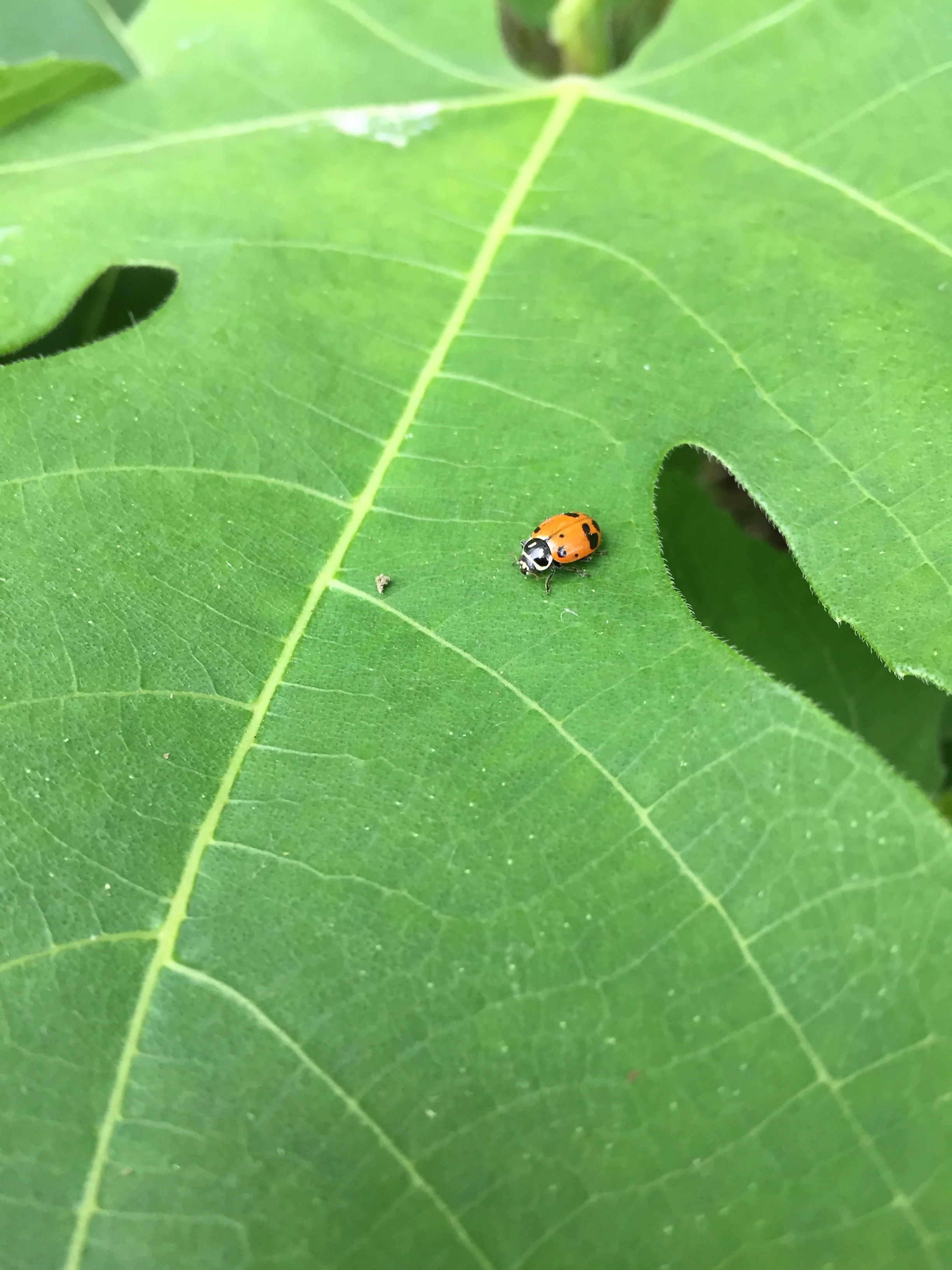LadybugPestManag.jpg
