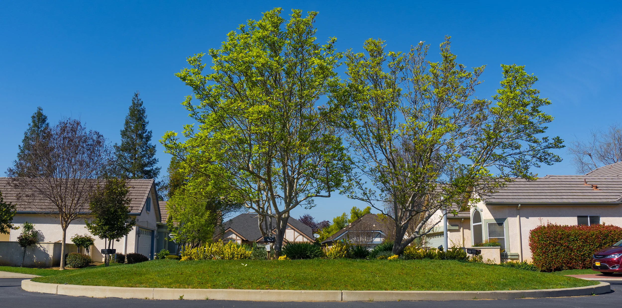 curb trees.jpg