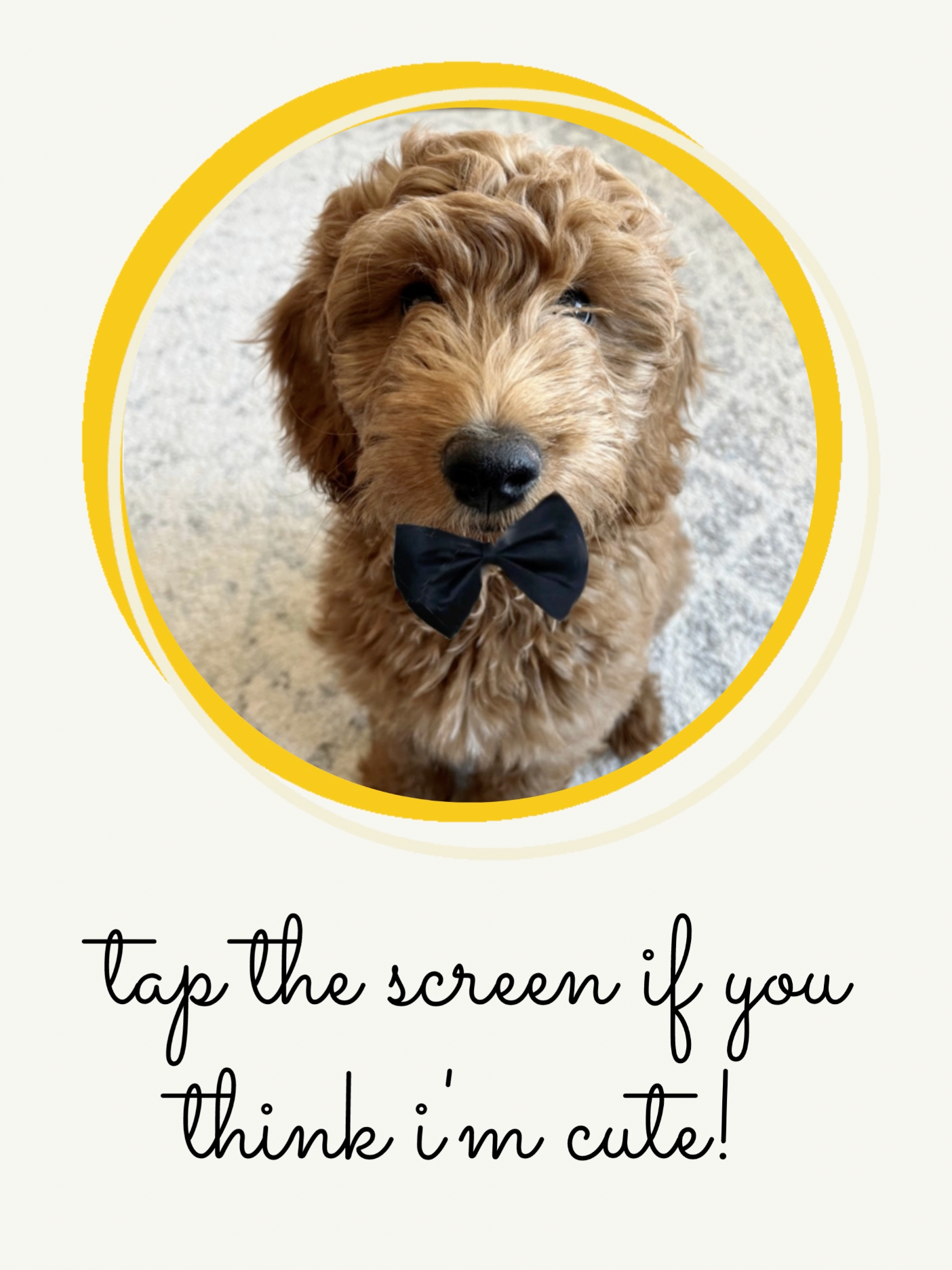 An adorable brown curly-haired puppy wearing a black bow tie, looking at the camera. The image is framed with a yellow circular border and a partial quote that reads, "tap the screen if you think I'm cute!".
