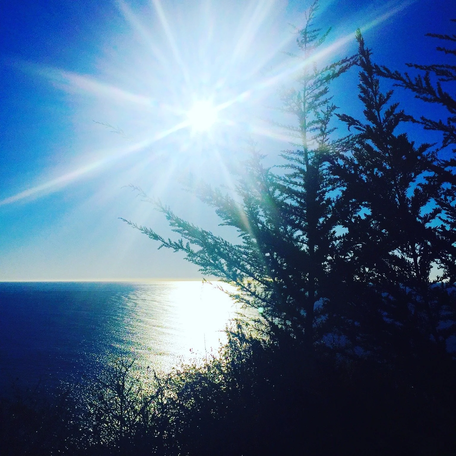 Sun Trees water.JPG