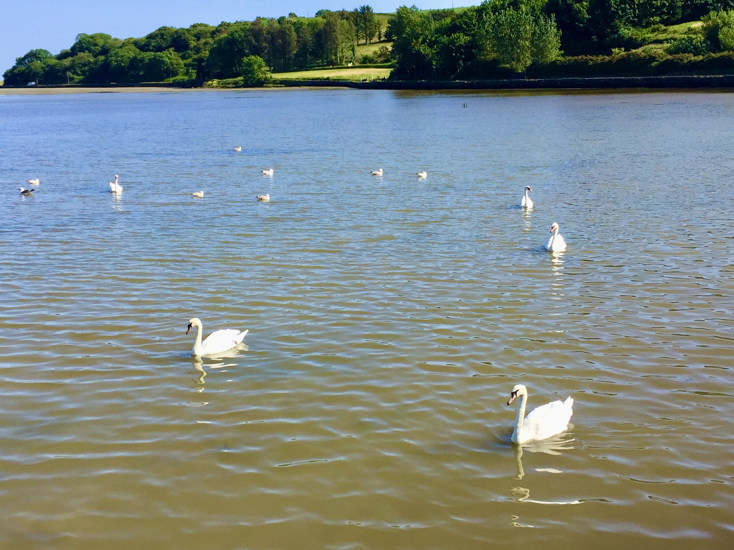 SWANS AT ROSSCARBERY BAY