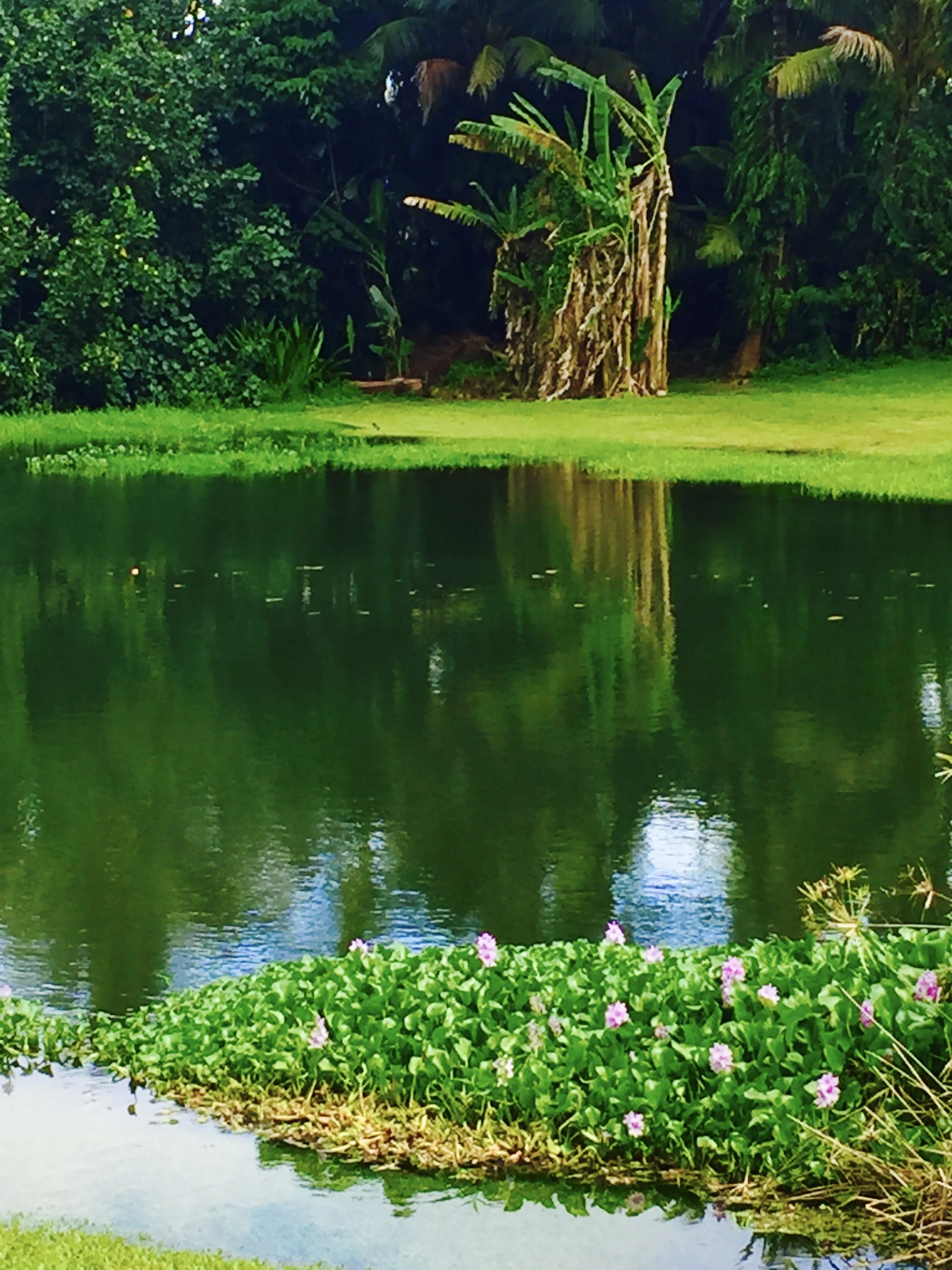 poolkauai.JPG