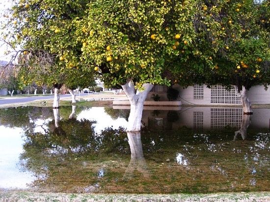 According to experts, flood irrigation is still the best option for mature trees and established turf, which provides cooler temperatures in the summer.