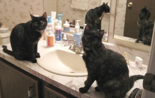 Cats don't believe it's naughty to knock things into the sink. They think it's like a carnival game. 
