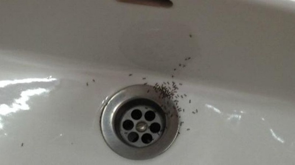 Ants are bold about fetching water from a slow leak.
