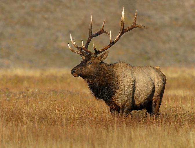 Tule elk selection of surface water and forage is mediated by season and  drought – California Fish and Wildlife Scientific Journal