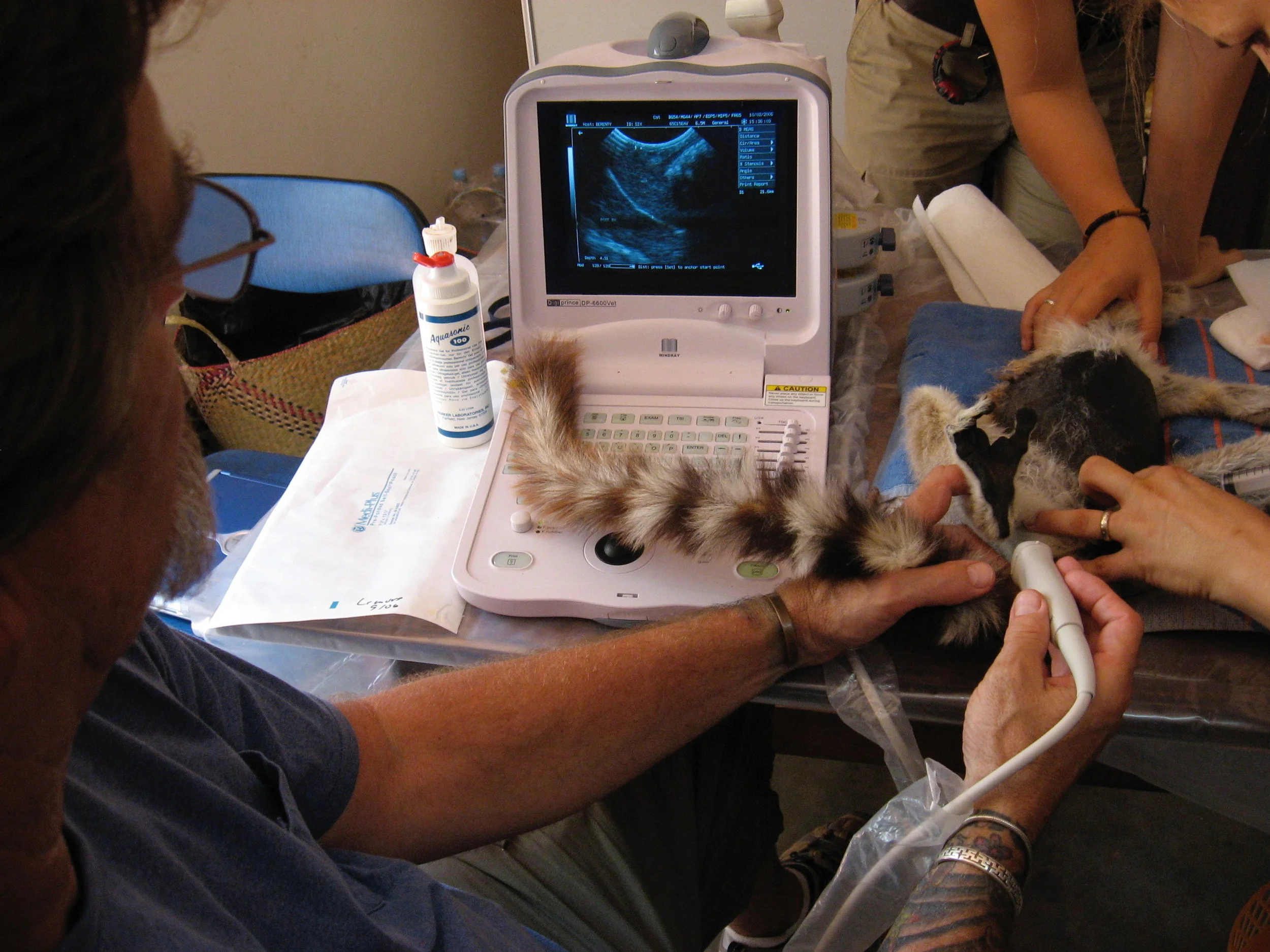 lemur ultrasound.jpg