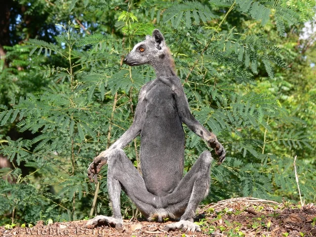 Wiebke Bald lemur pic.JPG