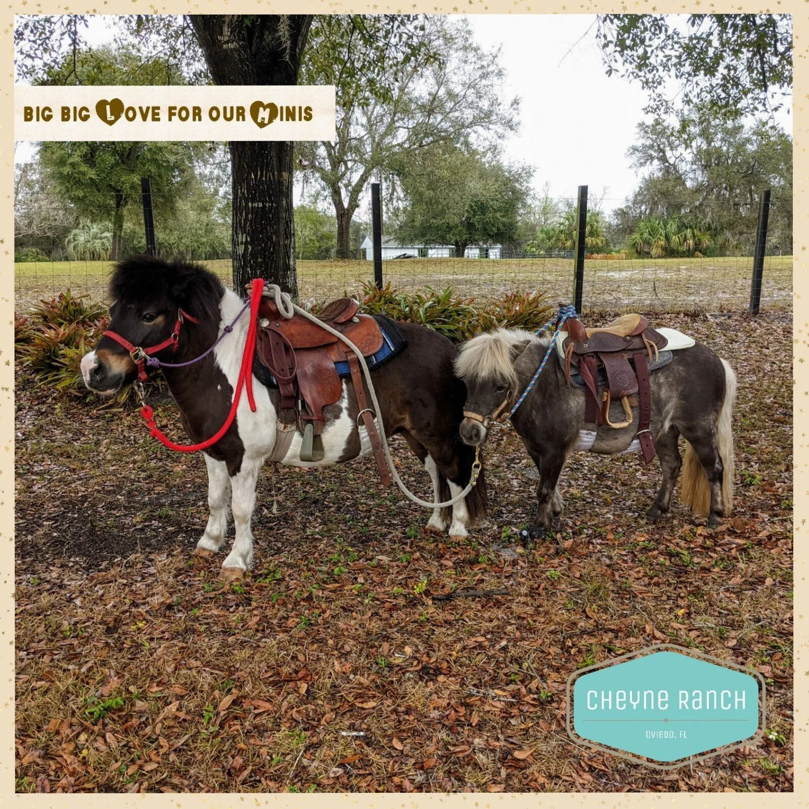 Parties Field Trips — Cheyne Ranch