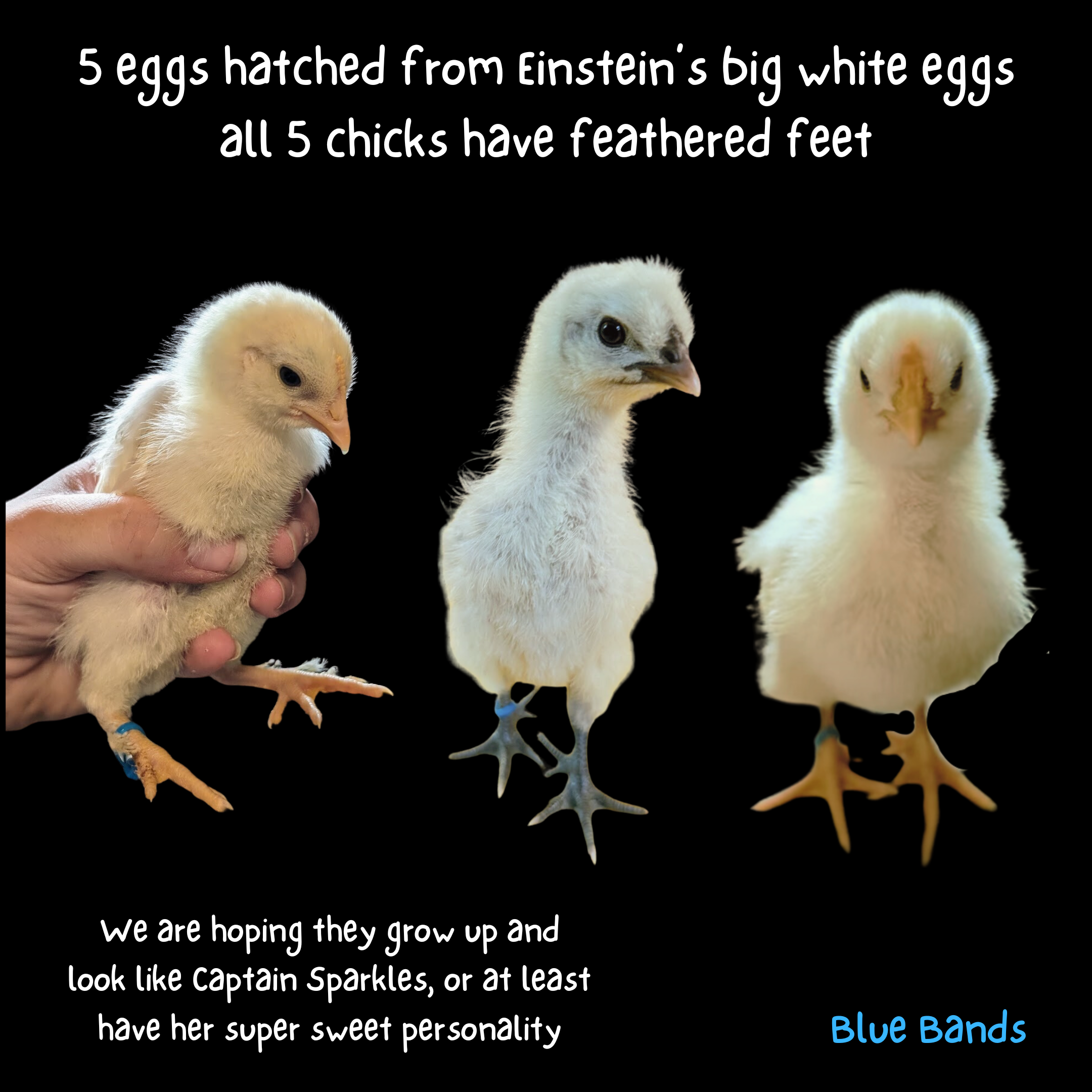 2024_04_29 1. Baby chicks 5 Einstein chicks.png