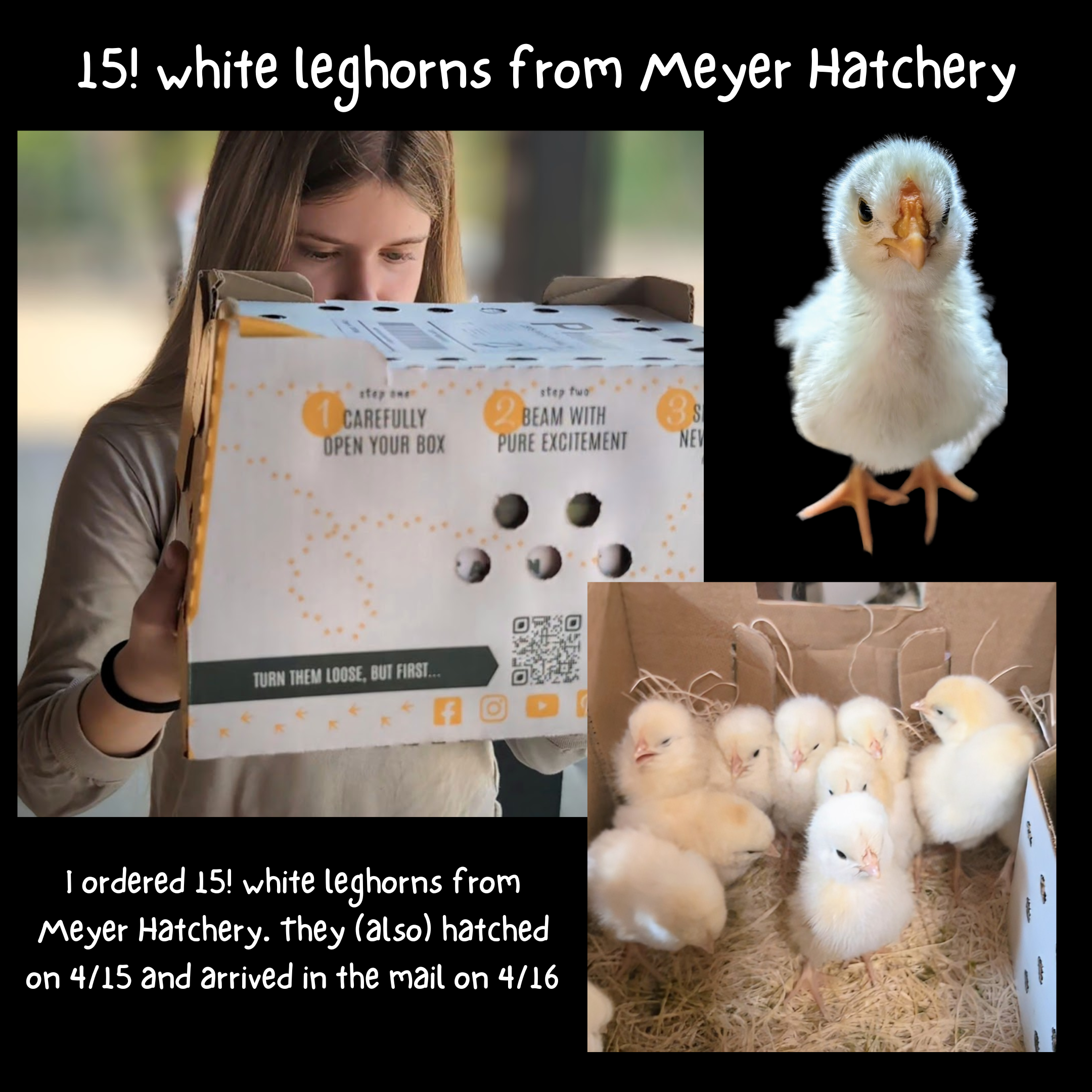 2024_04_29 3. Baby chicks 15 Meyer Hatchery.png