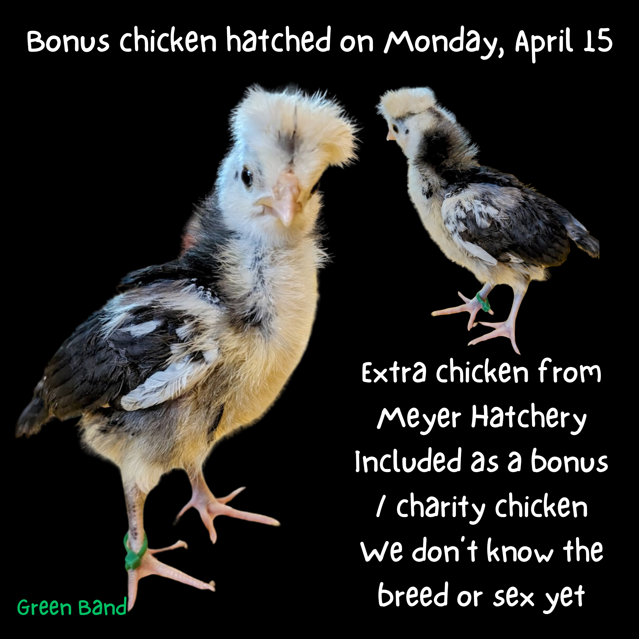 2024_04_29 4. Baby chicks 1 Bonus chick Meyer Hatchery.png