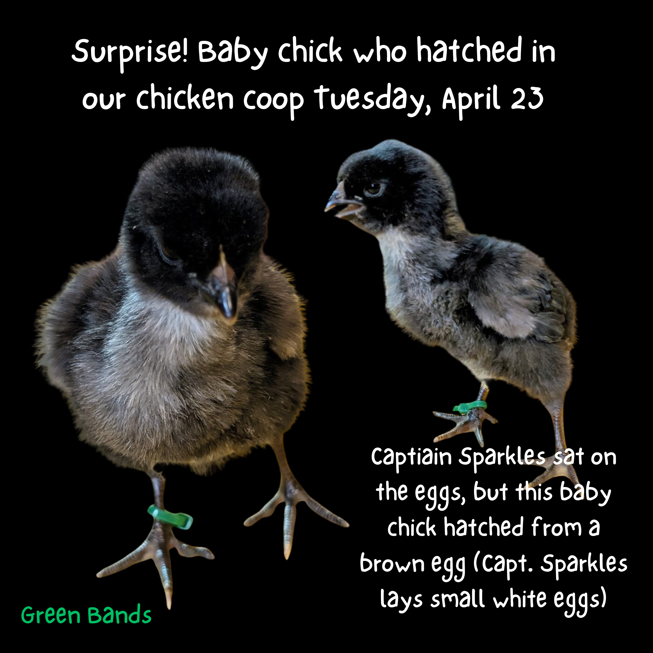 2024_04_29 5. Baby chicks 1 Surprise baby chick.png