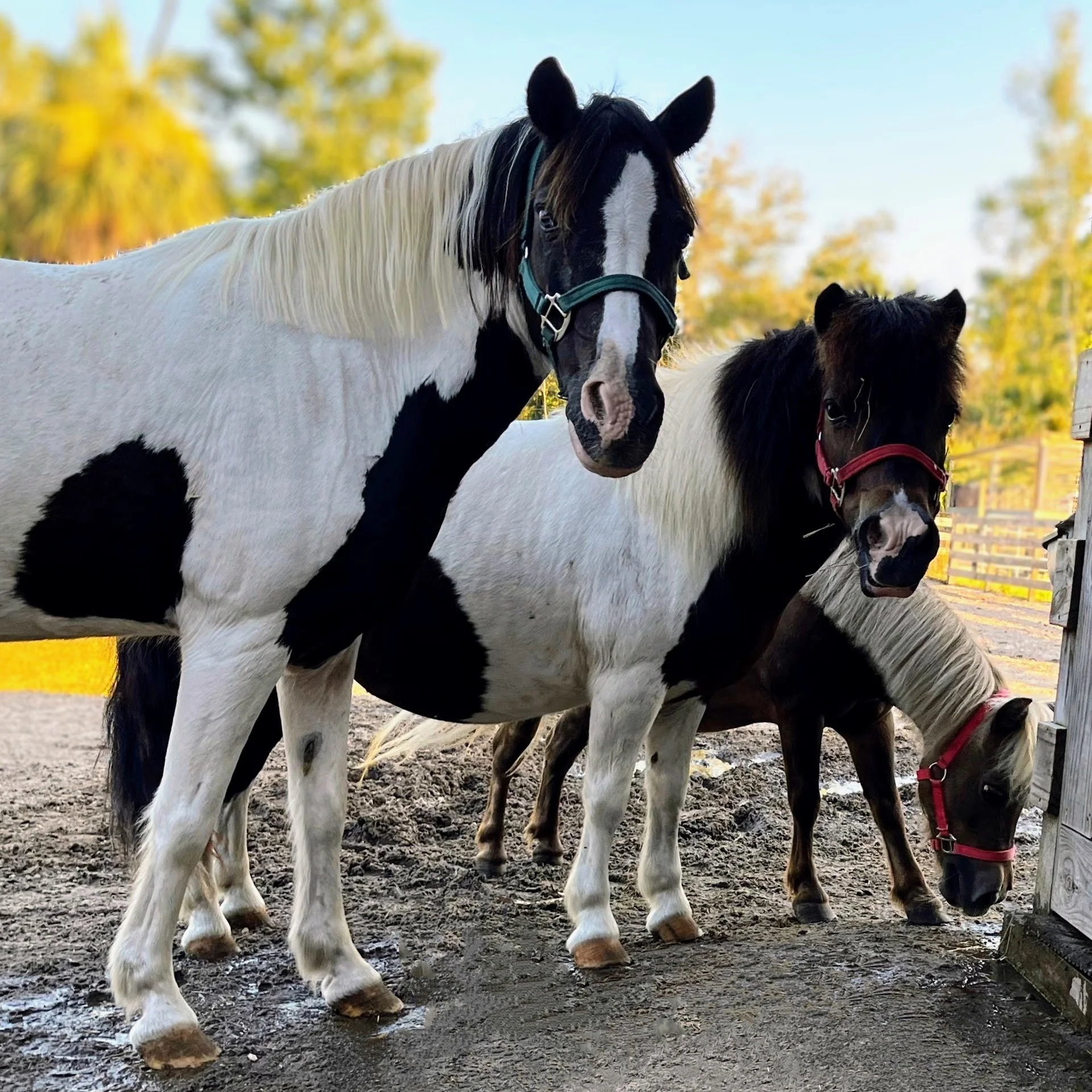 Good Riding Animals Riding Lessons — Cheyne Ranch