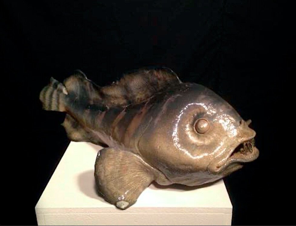 Striped Wolffish 2.jpeg