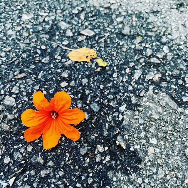 Little orange flower 
#latergram #outandabout #aftertherain #walkabout #singapore🇸🇬