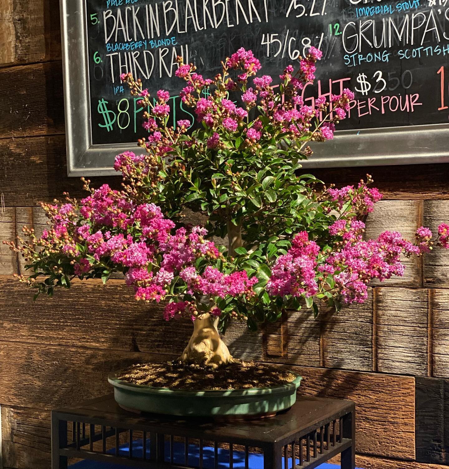 This week at IVB we are displaying a crepe myrtle bonsai. Janice purchased the tree from Orchard Nursery about 12 years ago when it was eight feet tall. She crammed the tree into her RAV4 and once home, sawed off the top 6 feet. She then waited until