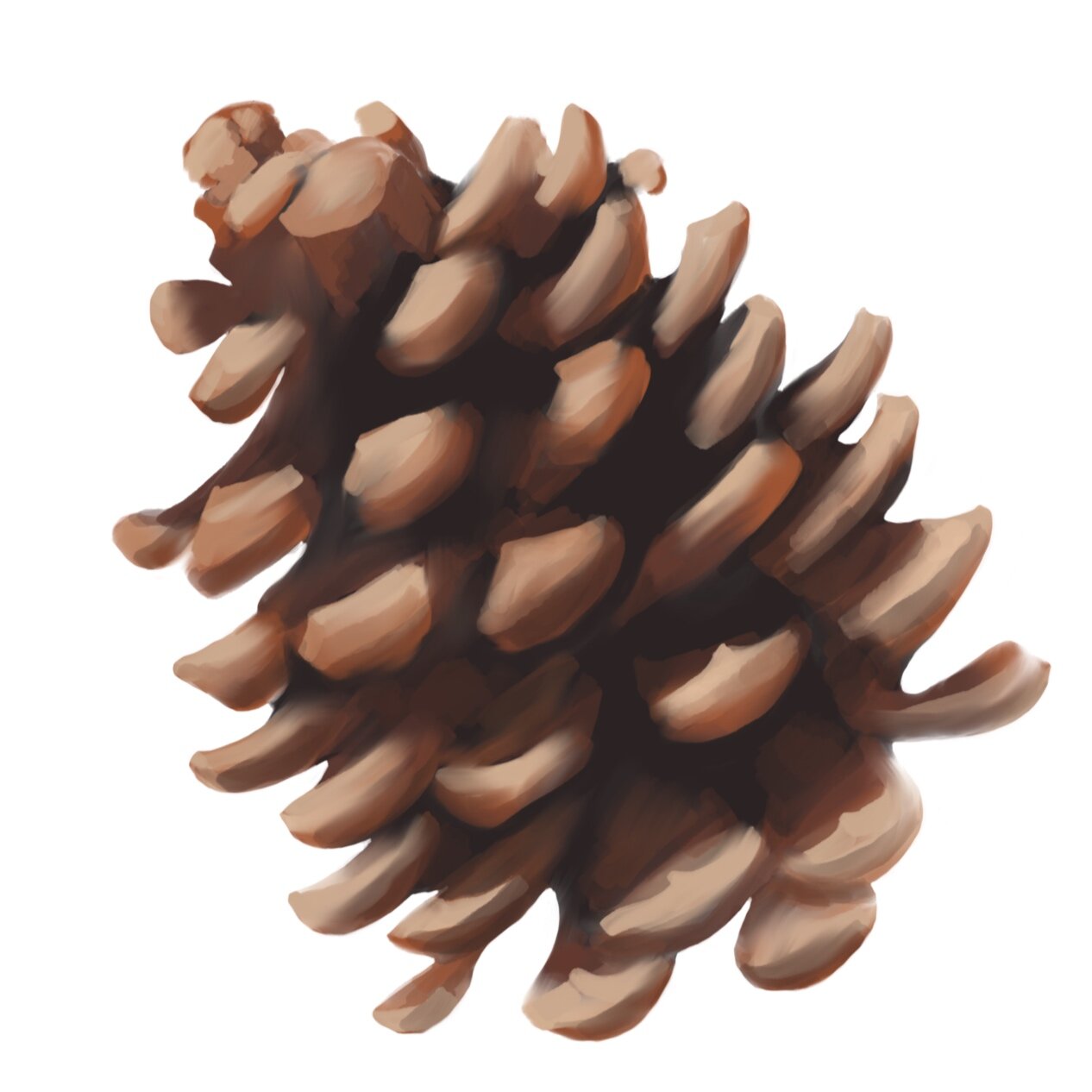 Pinecones.jpg