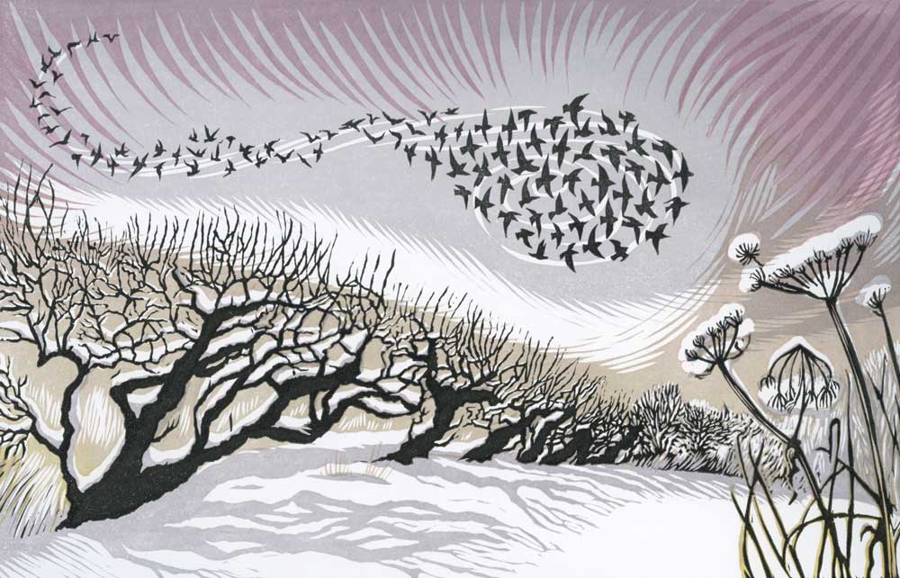 MIDWINTER STARLINGS – edition sold