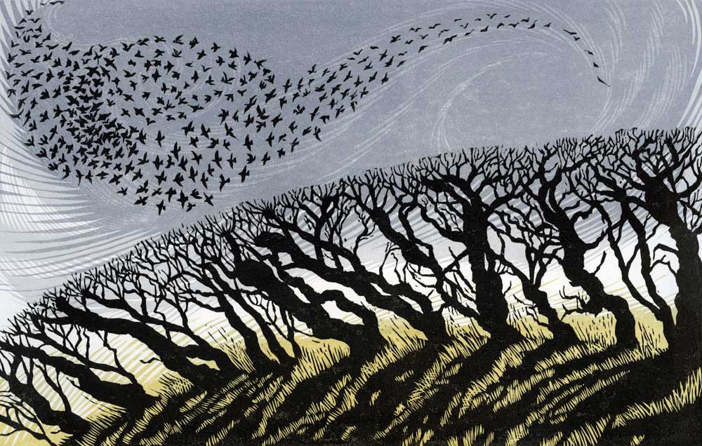 NOVEMBER STARLINGS – edition sold