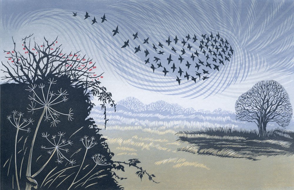 STARLINGS OVER HAWTHORN – edition sold