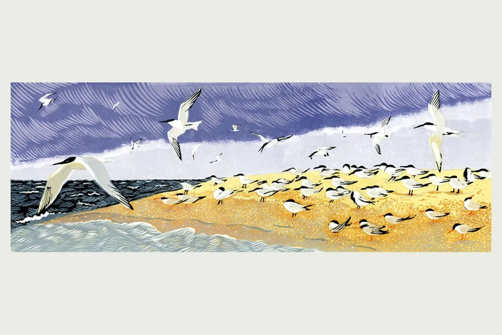 TERNS AT BLAKENEY POINT – edition sold