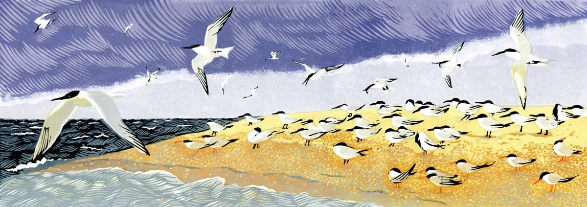 TERNS AT BLAKENEY POINT – edition sold