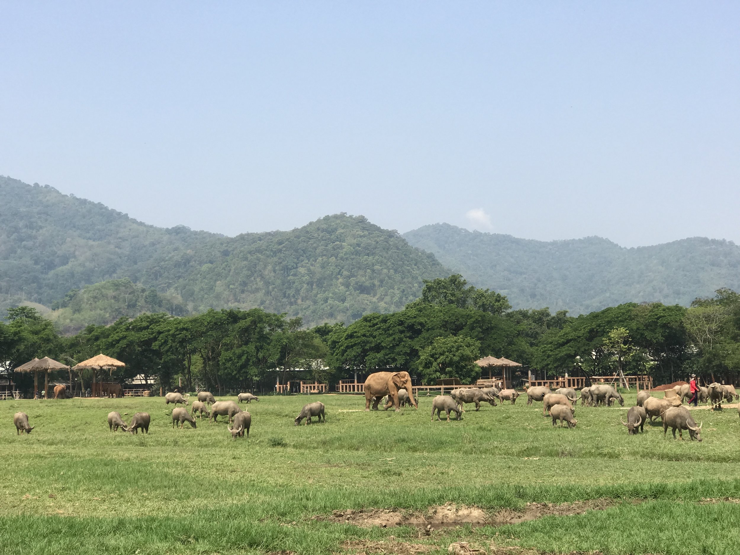 Elephant Nature Park Chiang Mai Thailand.JPG