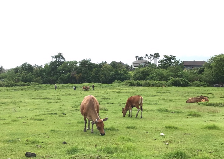 Grazing Cows Canggu Bali 2.jpg