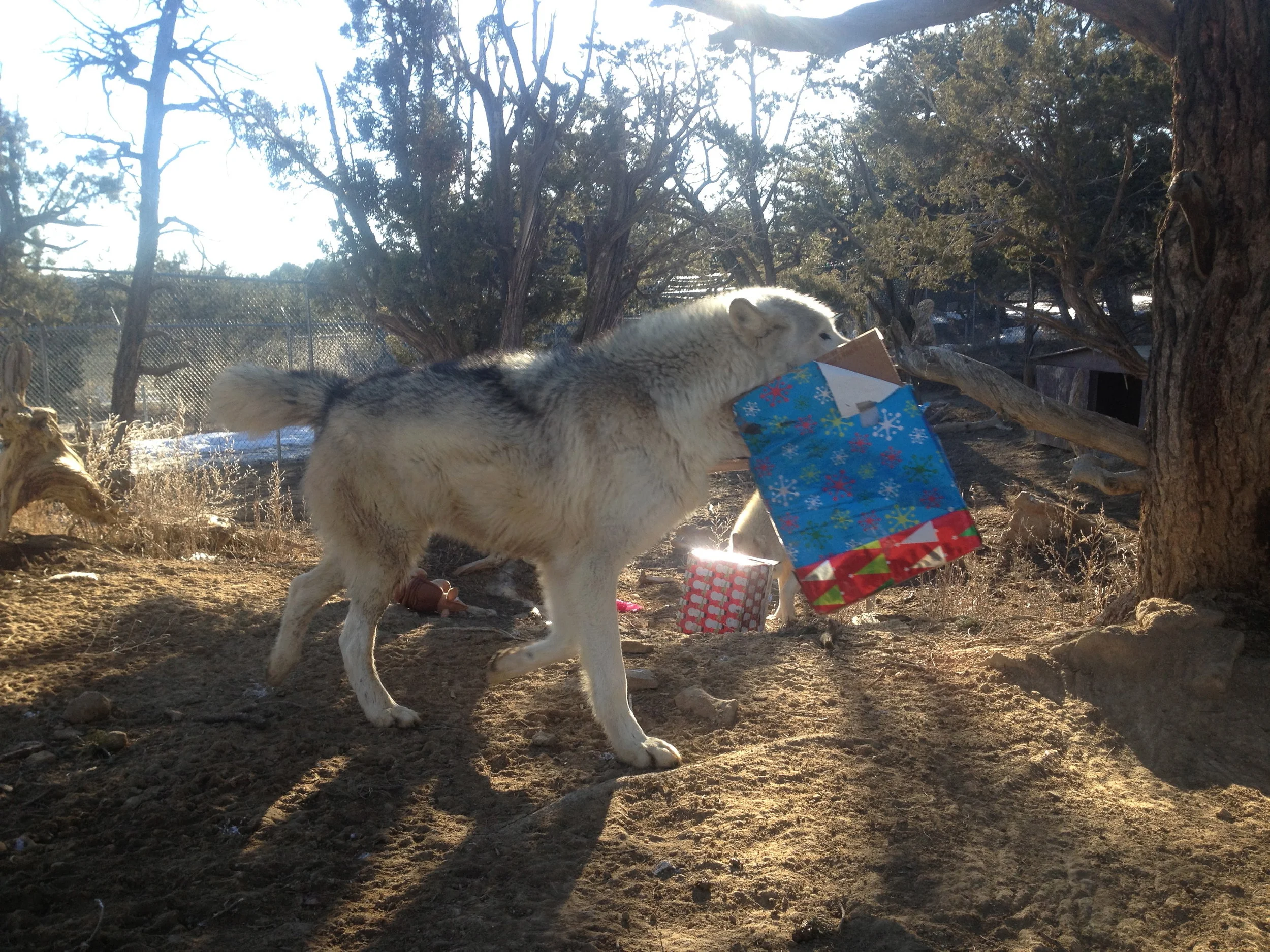 Wolf-dog, Nimoy, showing off his present.