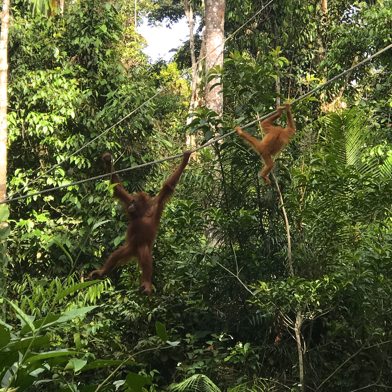 Orangutan Sanctuary: Visiting Semenggoh Wildlife Centre, Borneo — Know  Stone Unturned
