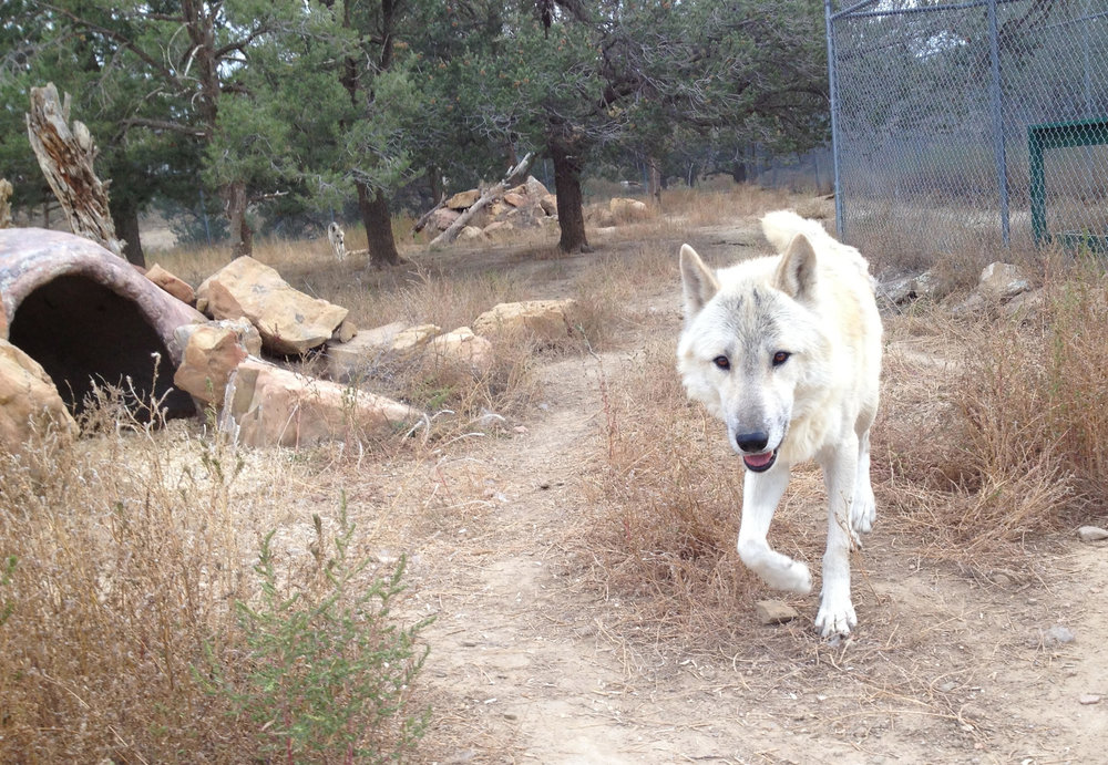 Running Wolf-dog.jpg