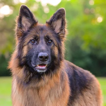 German Shepard 1.jpg