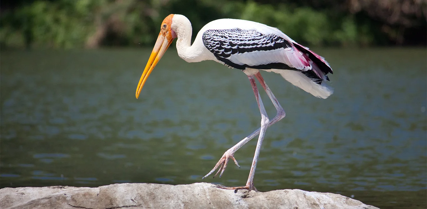 stork.jpg