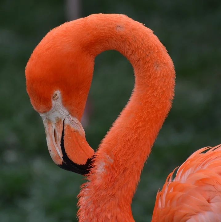 flamingo-1304218_960_720.jpg