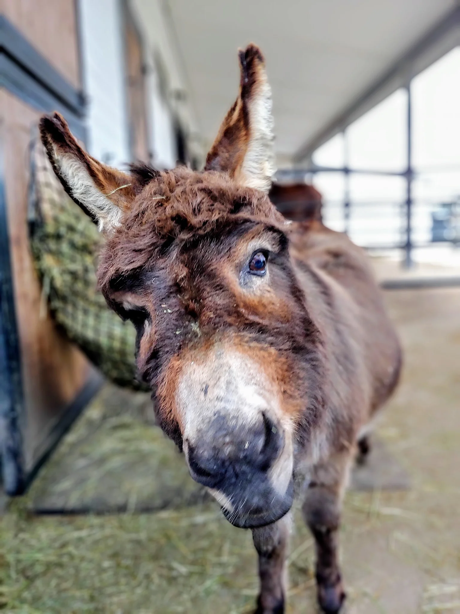 donkey 2.jpg