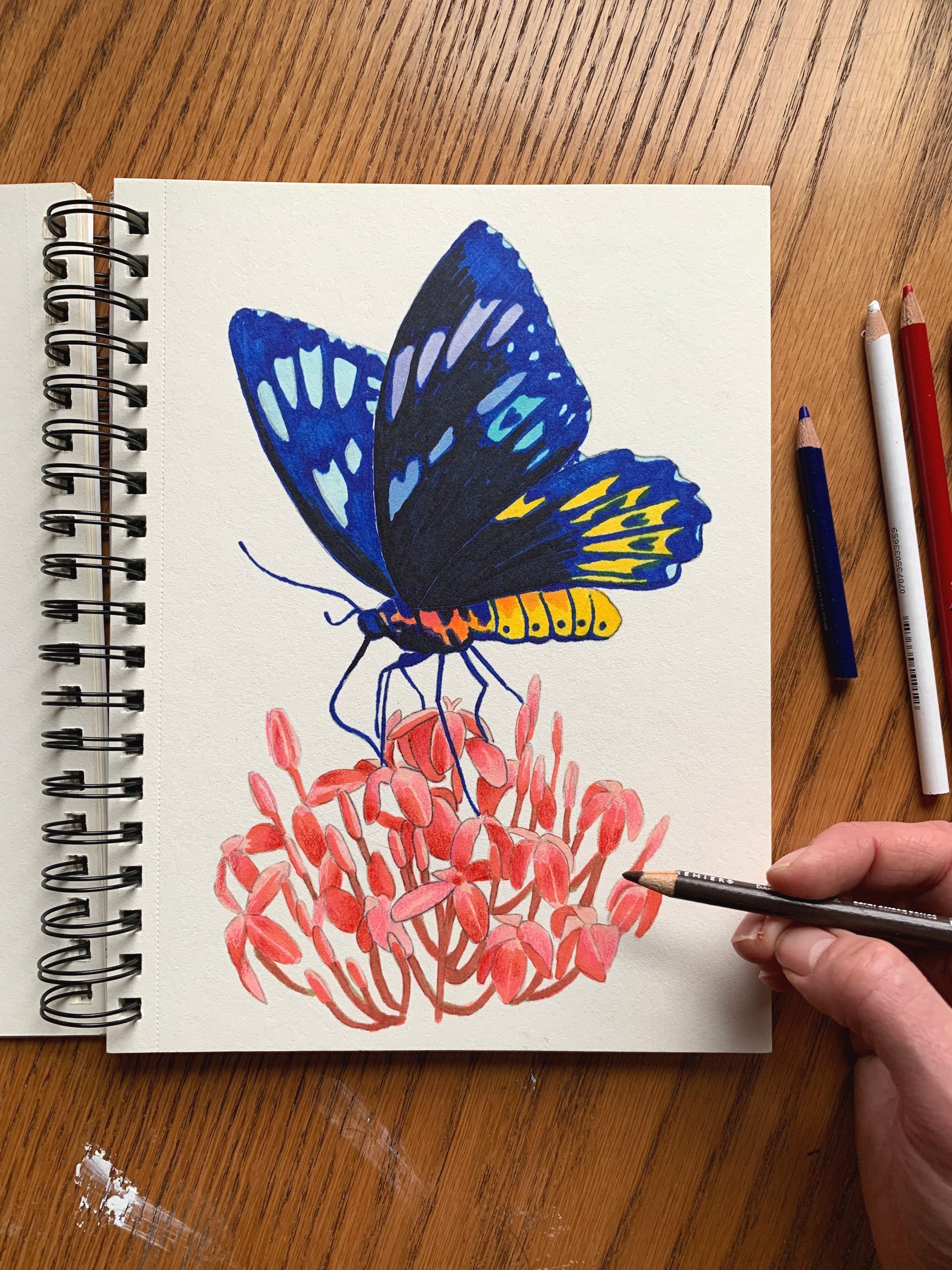 Prismacolor Drawing & Coloring