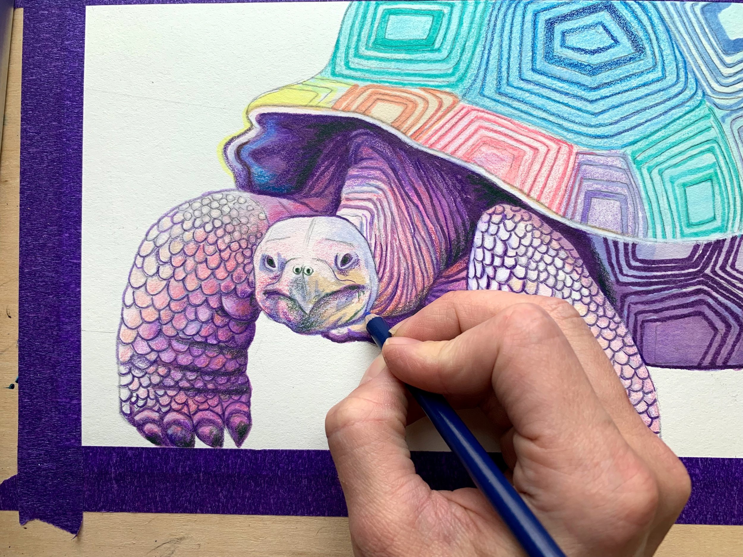217 | 365-Days of Color: Tortoise Progress + Covid Isolation — Lauren  Elizabeth Animal Art