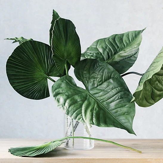 fan-palm.jpg