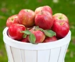 Honeycrisp_Apple_1_400-01.jpg
