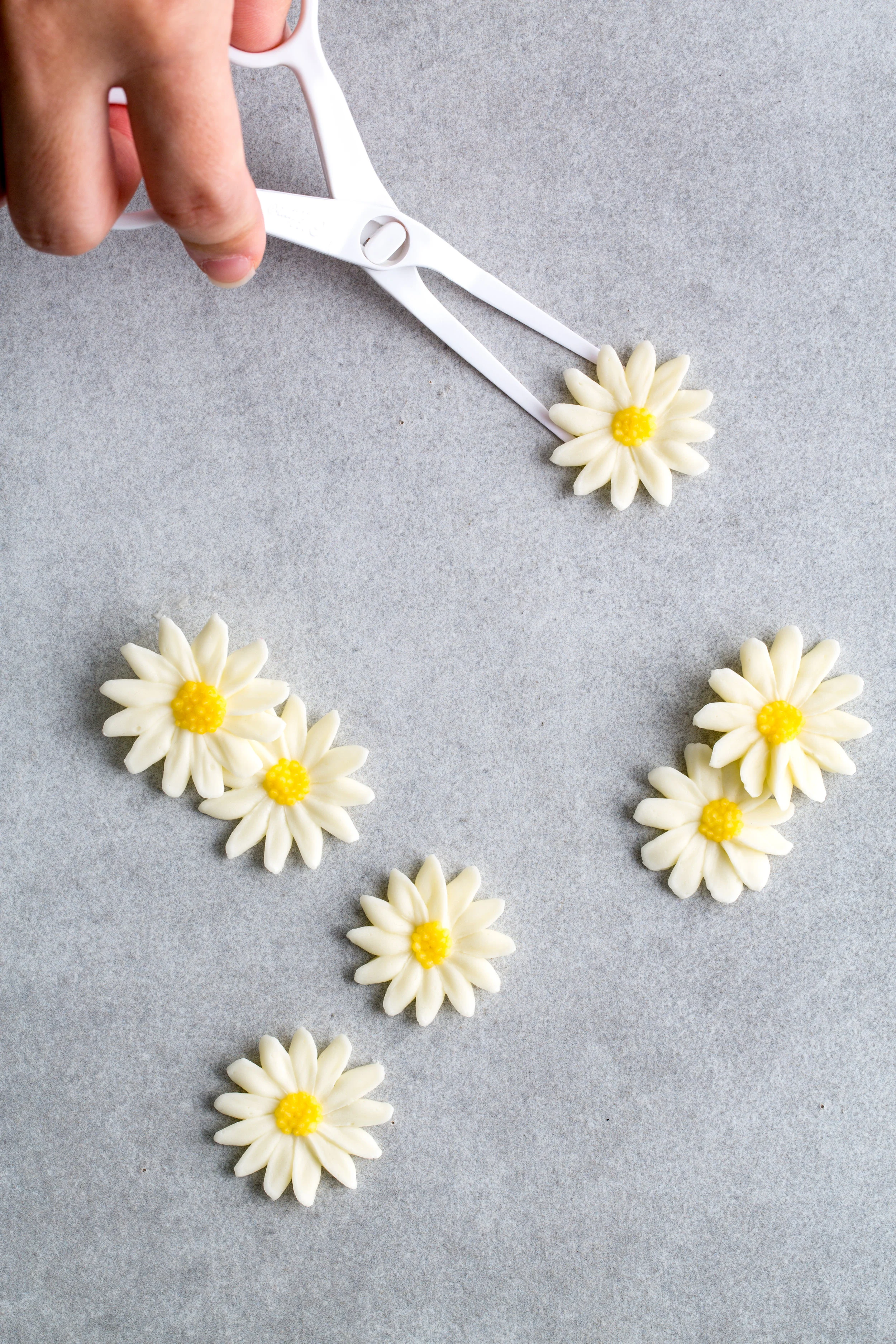 Daisy-2345.jpg