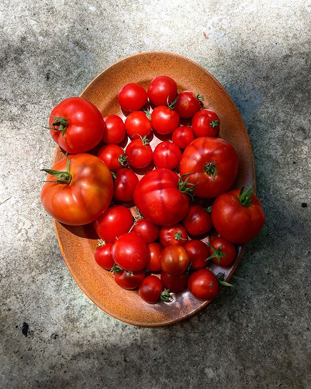 Long time lover ❤️First time grower. 🍅👩🏻&zwj;🌾