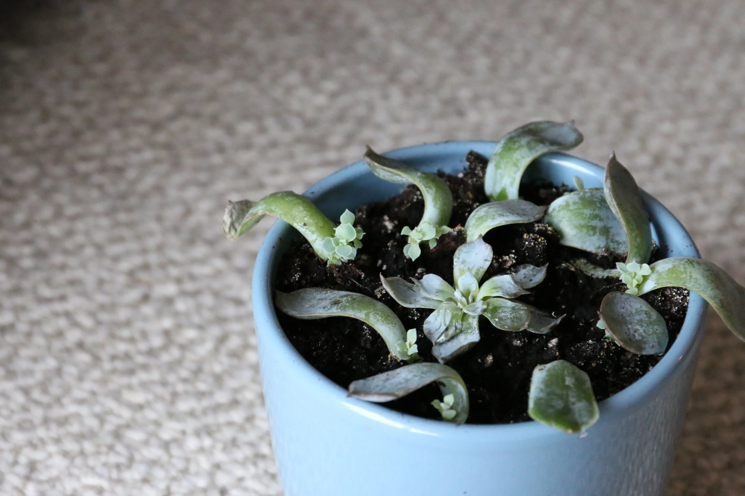 Echeveria Subsessilis