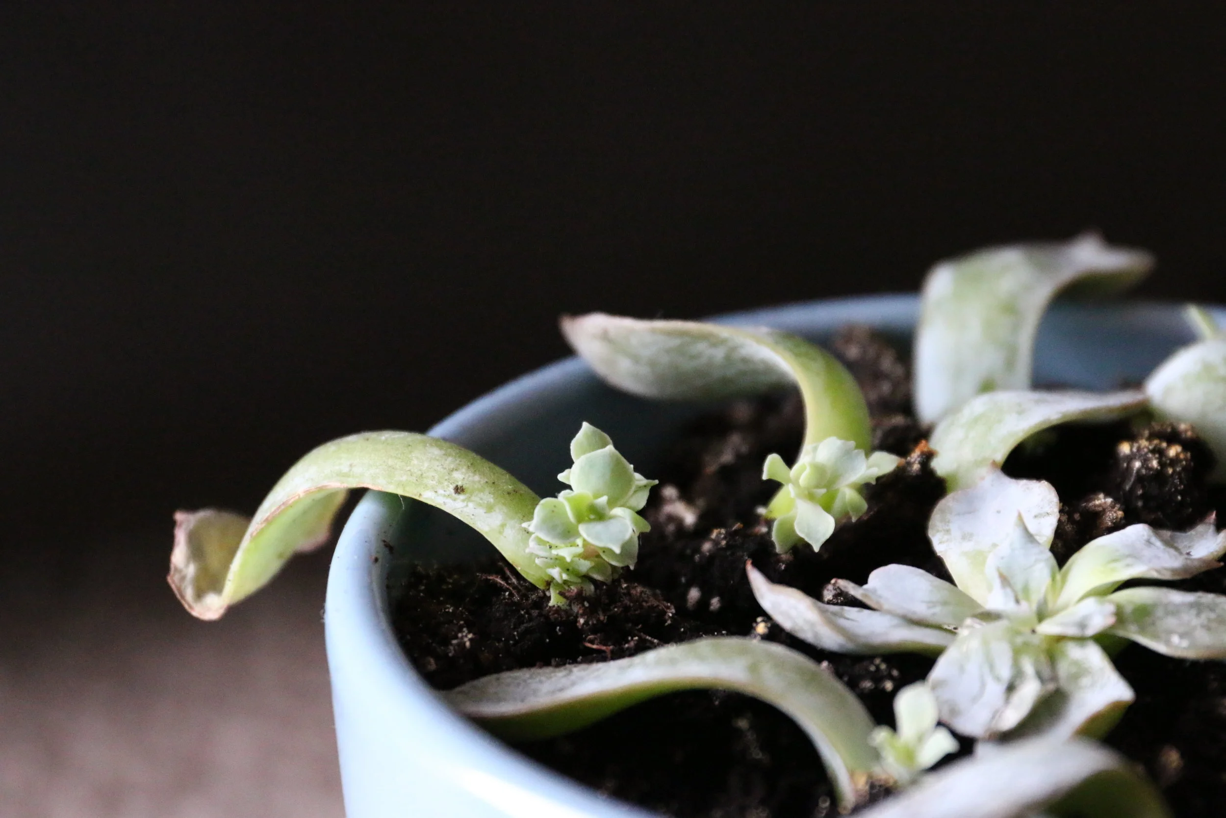 I think Succulents are such interesting plants to grow and propagate! The novelty of succulents is that they thrive when neglected :D