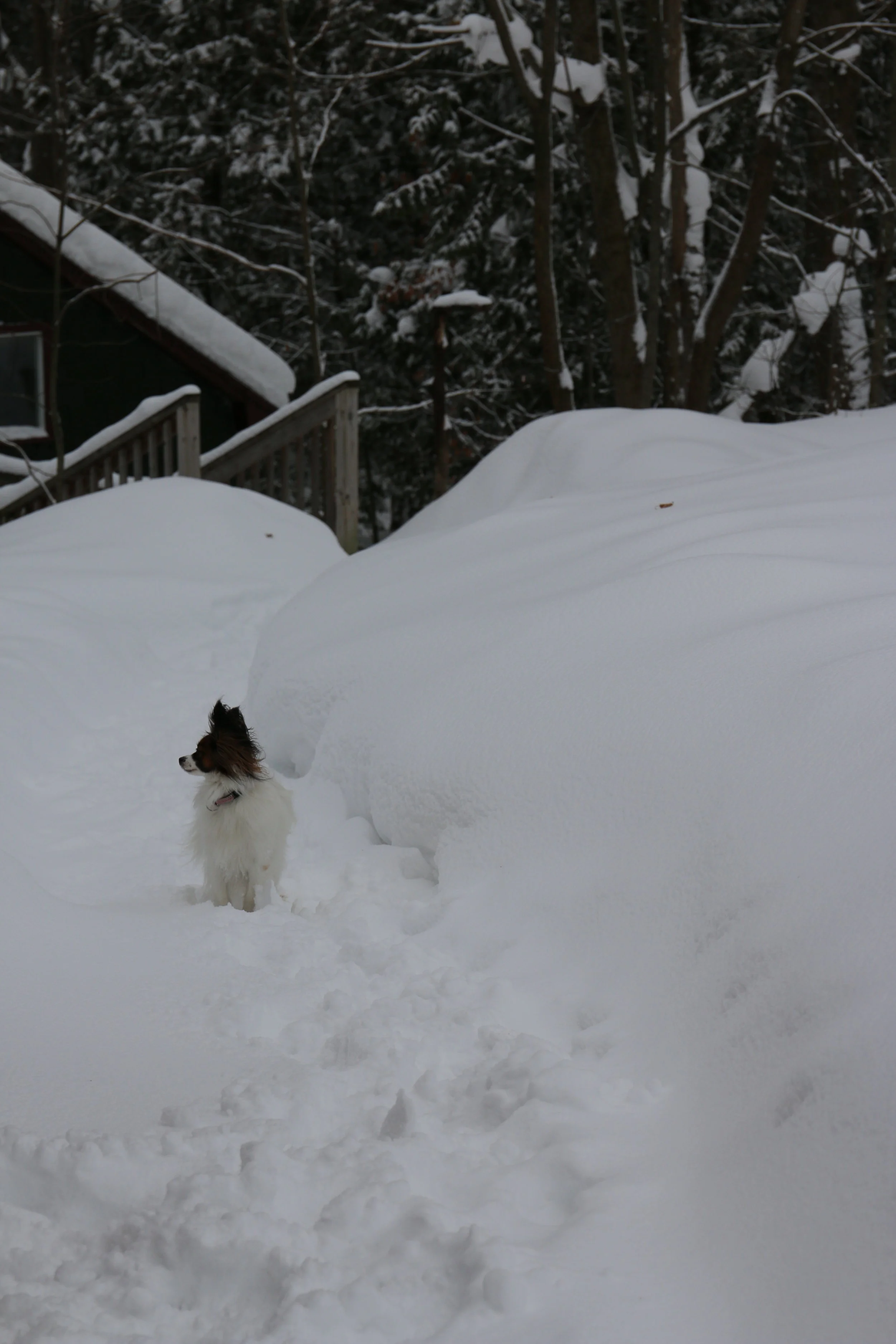 Look out for the snowball Stella!