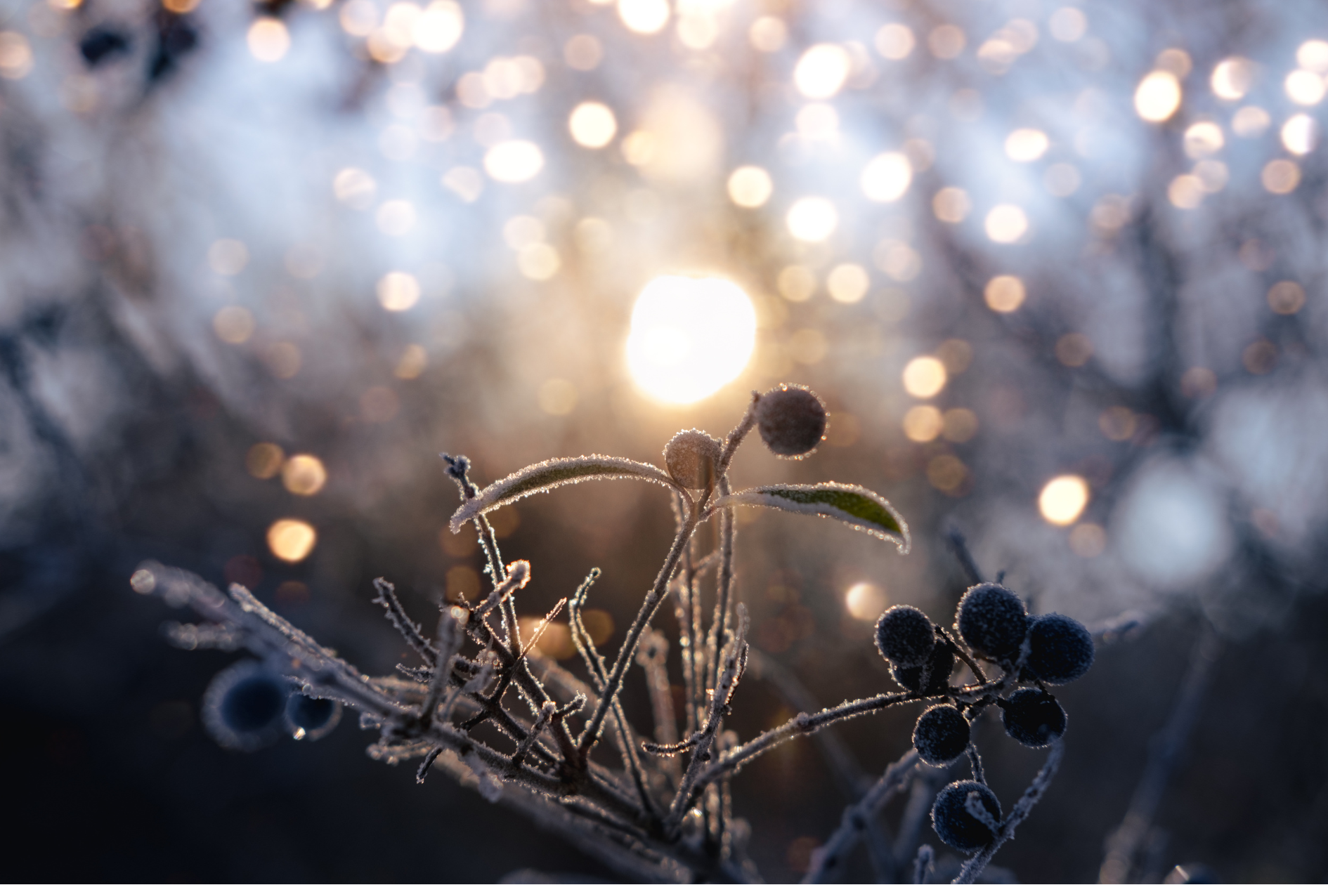 The Winter Solstice: A Time for Caregivers to Pause, Reflect, and Begin Again