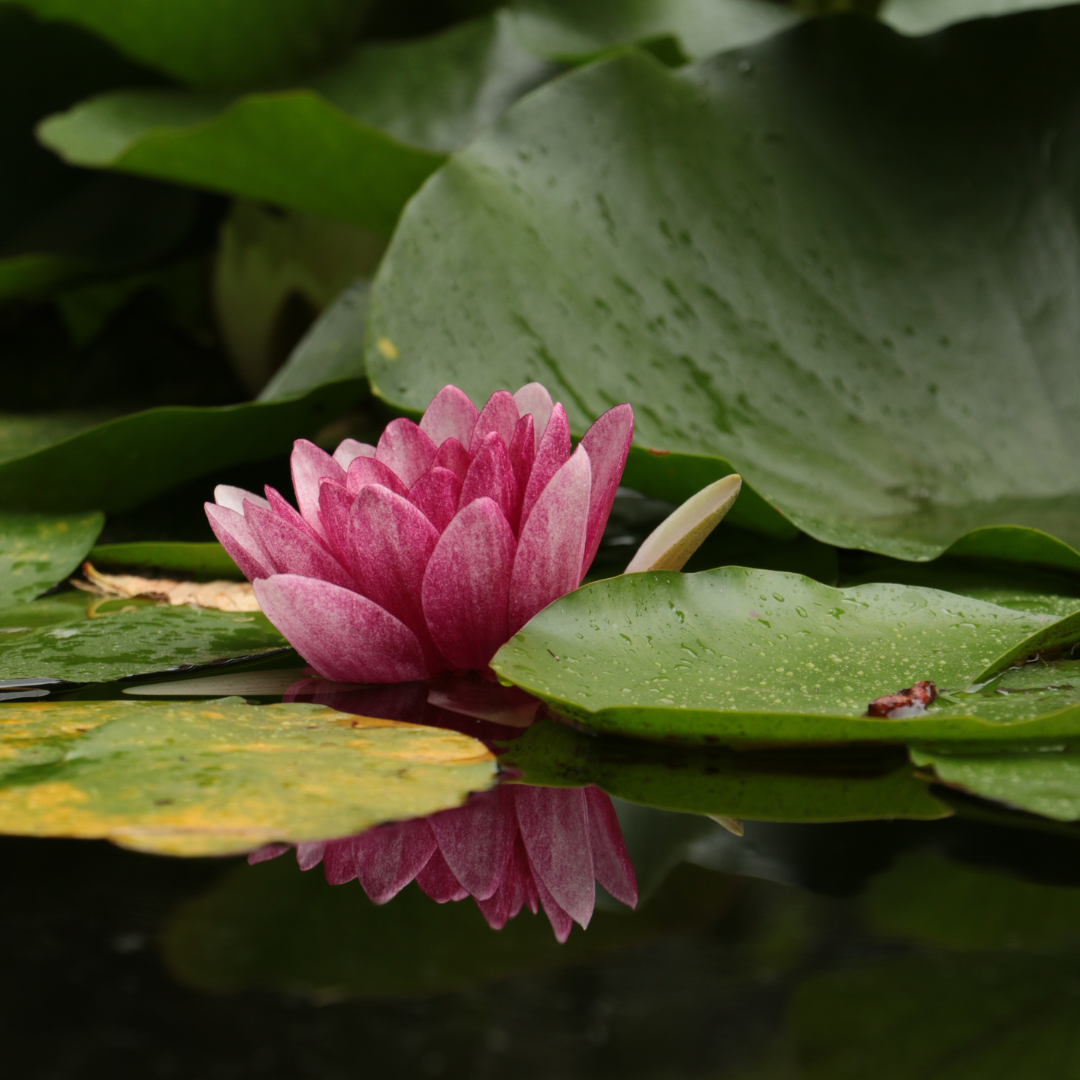 March 2026 Tarotscopes