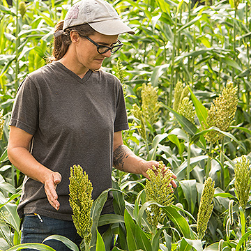 MiBIZ: Nonprofit teams with Arcadia Brewing to test new grain for beer